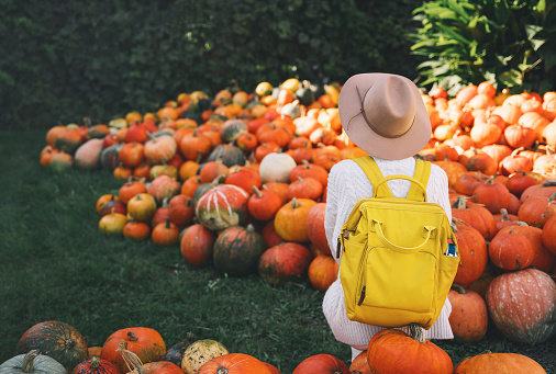 pumpkins-for-sale-wholesale pumpkins-for-sale-wholesale